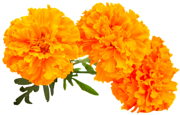 marigold